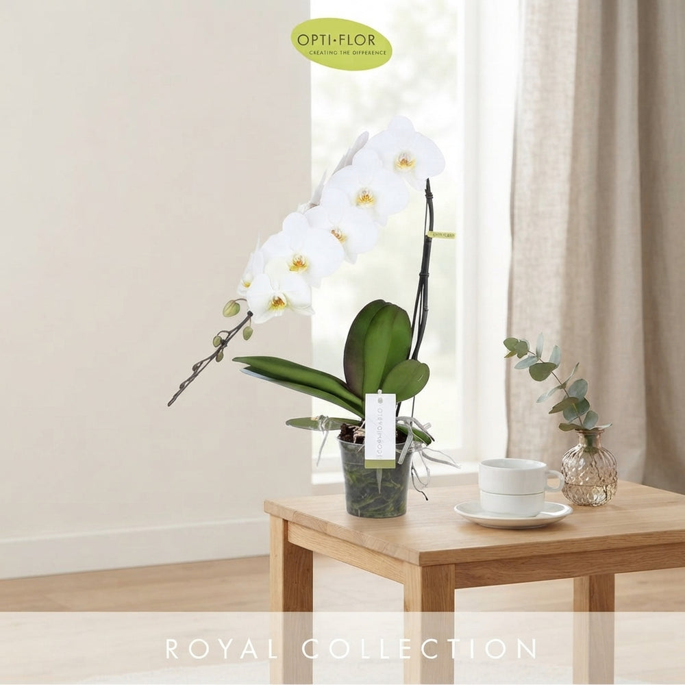 White Phalaenopsis Orchid ‘Formidablo Niagara Falls’ – 12cm Pot