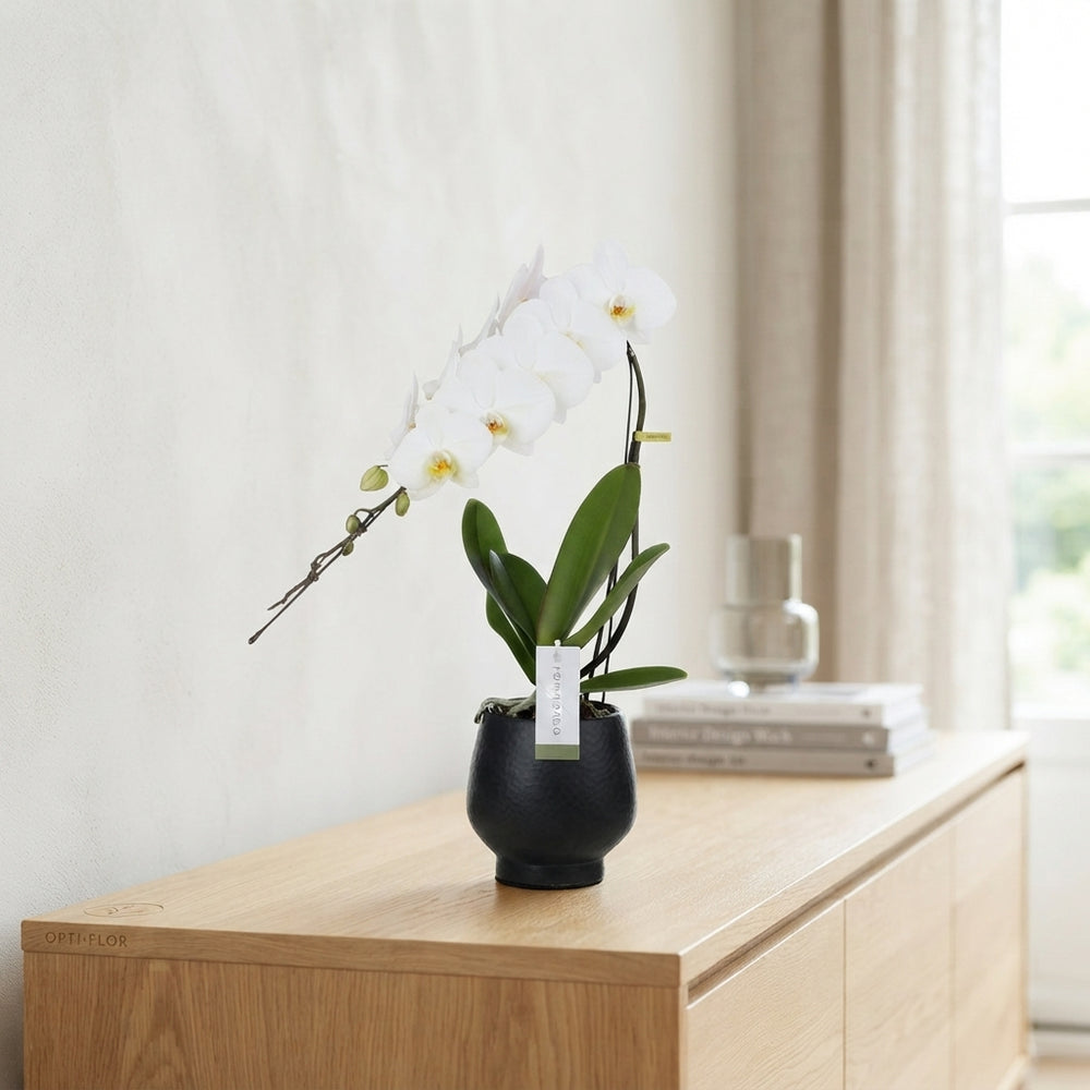 White Phalaenopsis Orchid – 12cm Ceramic Pot