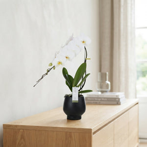 White Phalaenopsis Orchid – 12cm Ceramic Pot
