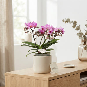 Phalaenopsis ‘Freedanzo Robin’ Orchid – 3 Stem, 12cm Pot