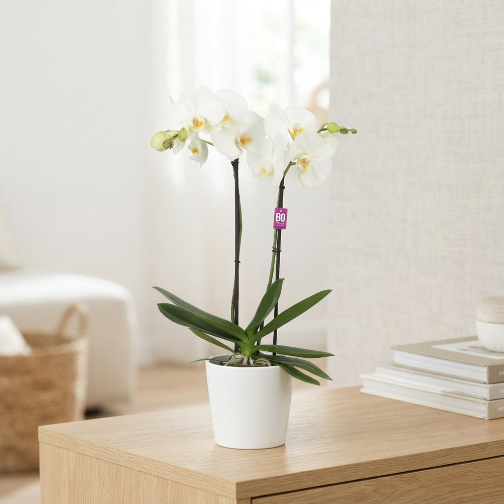 White Phalaenopsis Orchid – 2 Stem, 12cm Pot