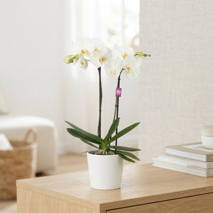 White Phalaenopsis Orchid – 2 Stem, 12cm Pot