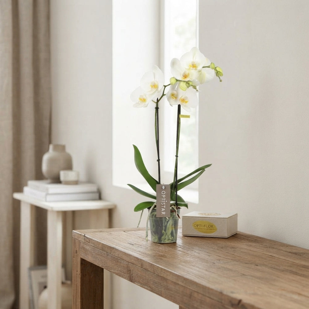Mixed Phalaenopsis Orchid – 2 Stem, 12cm Pot