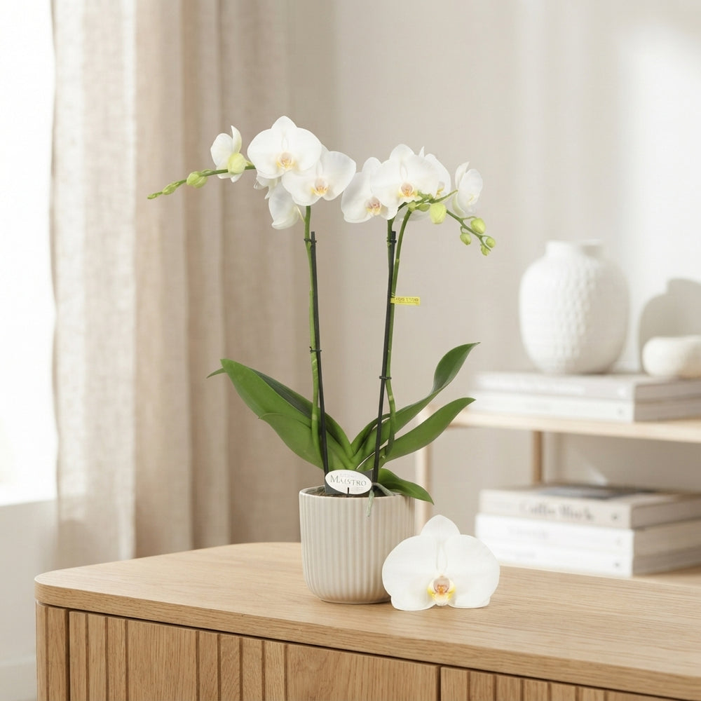 White Phalaenopsis Orchid ‘Maistro Mozart’ – 12cm Pot