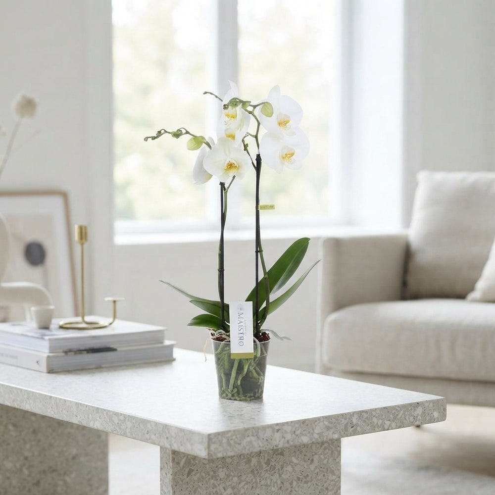 White Phalaenopsis Orchid – 2 Stem, 12cm Pot