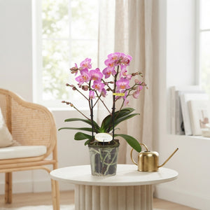 Honeybee Phalaenopsis Orchid – 3 Stem, 12cm Pot