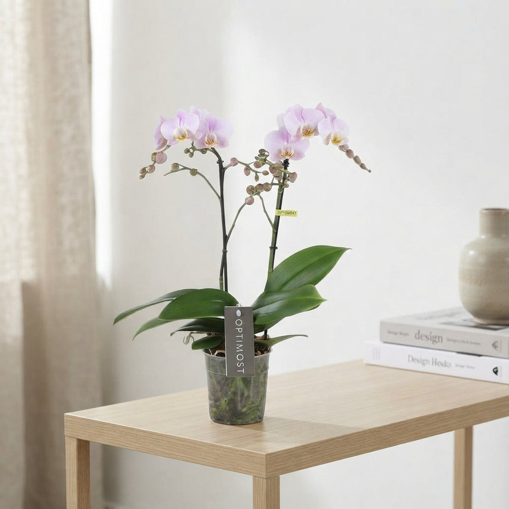 Purple Phalaenopsis Orchid – 3 Stem, 12cm Pot