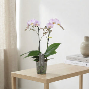 Purple Phalaenopsis Orchid – 3 Stem, 12cm Pot