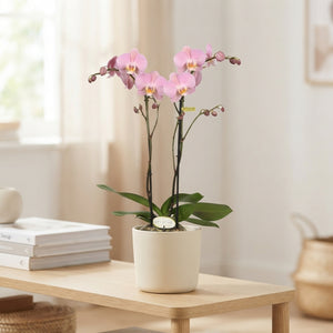 White Phalaenopsis Orchid ‘Sorano’ – 2 Stem, 12cm Pot
