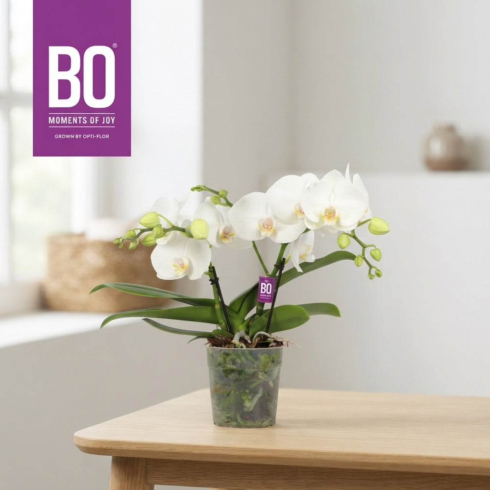 White Phalaenopsis Orchid – 2 Stem, 12cm Pot