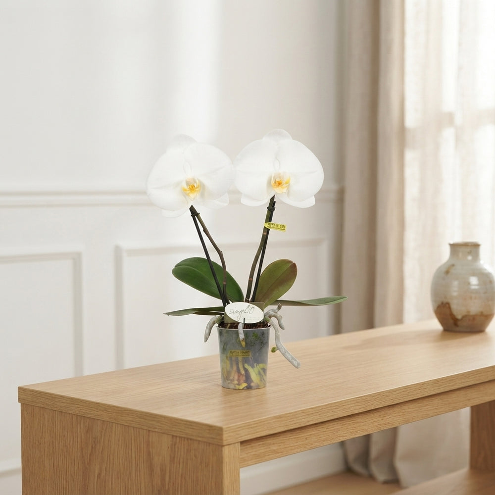 White Phalaenopsis Orchid ‘Singolo Tosha’ – 9cm Pot