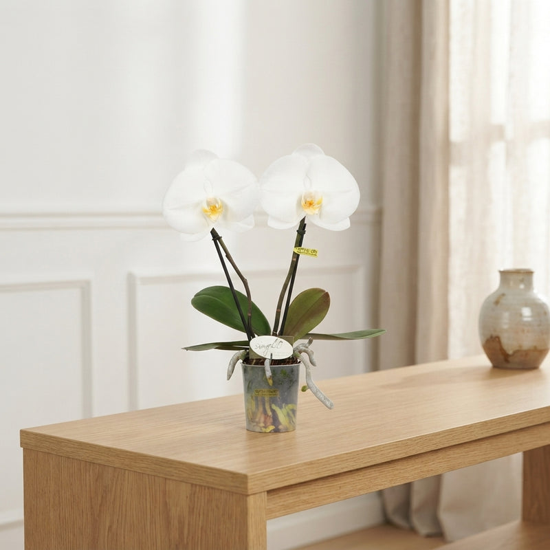 White Phalaenopsis Orchid ‘Singolo Tosha’ – 9cm Pot