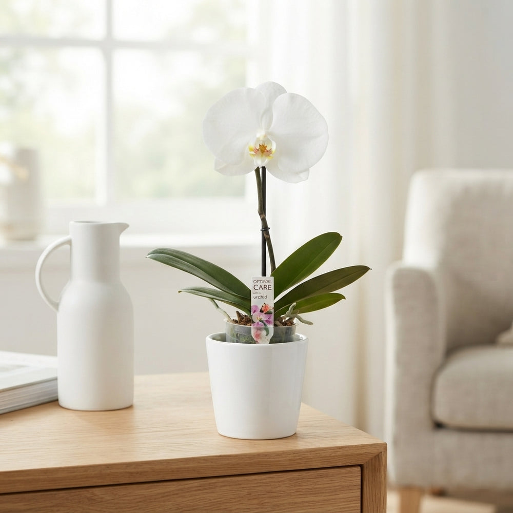 White Phalaenopsis Orchid – 9cm Pot, 35cm High
