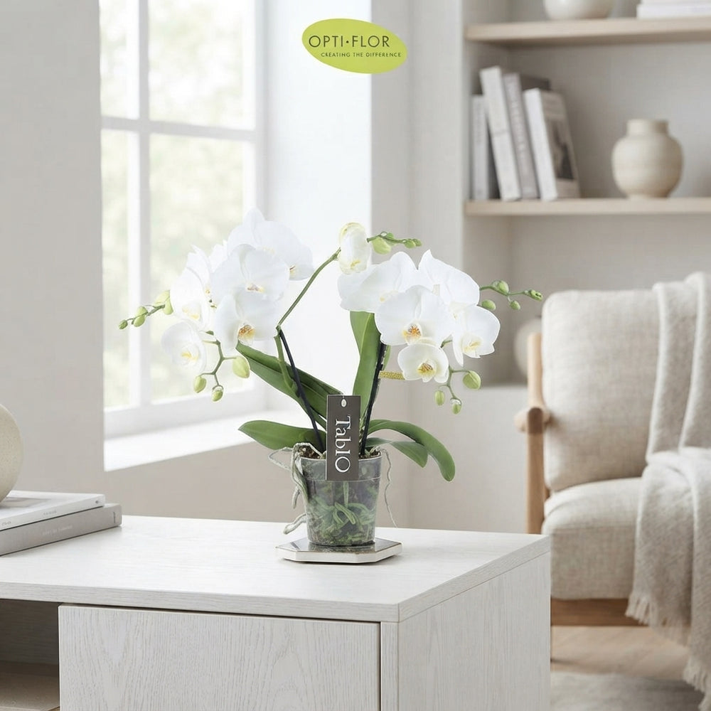 White Phalaenopsis Orchid – 2 Stem, 12cm Pot