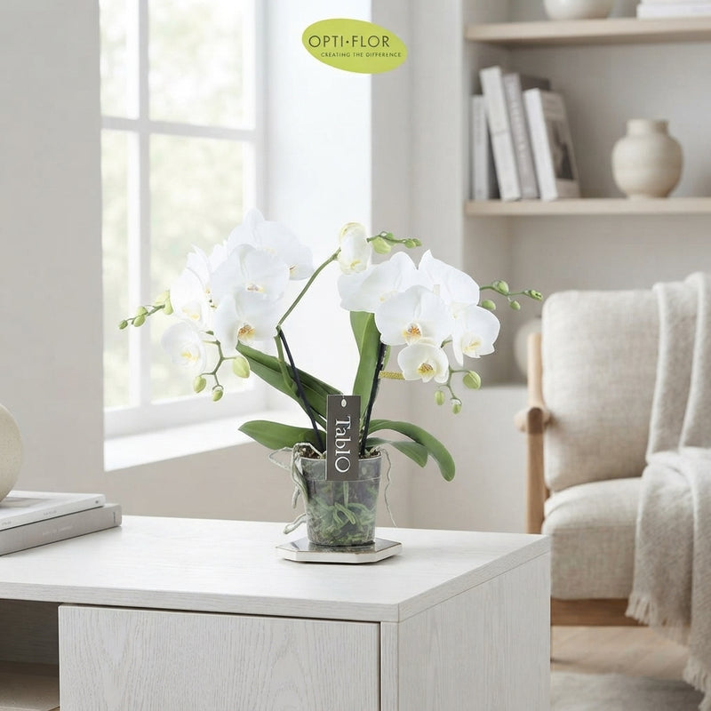 White Phalaenopsis Orchid – 2 Stem, 12cm Pot