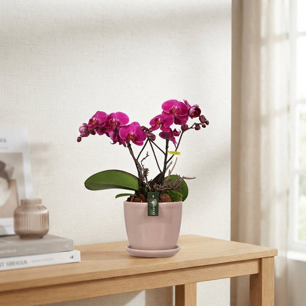 Purple Rain Phalaenopsis Orchid – 2 Stem, 17cm Ceramic Pot