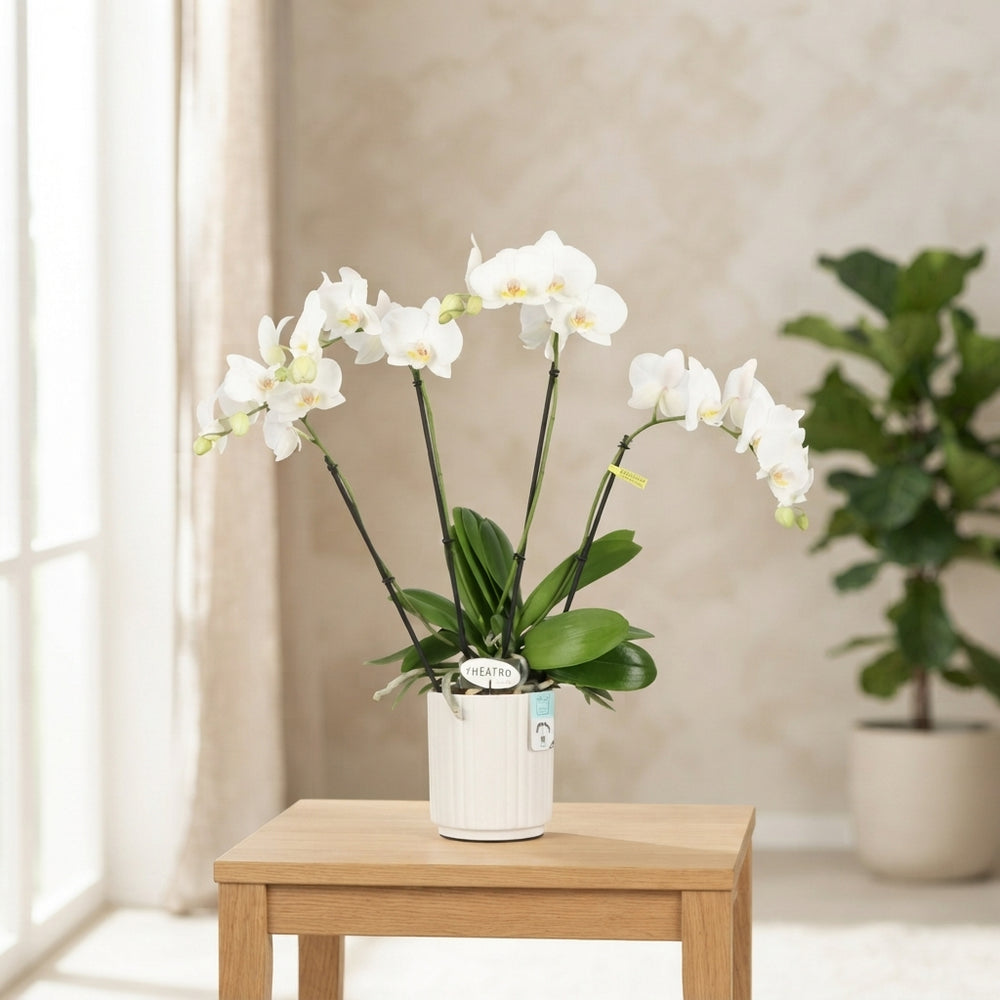 White Phalaenopsis Orchid – 4 Stem, 12cm Pot