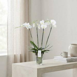 White Phalaenopsis Orchid ‘Theatro Jazz Classico’ – 12cm Pot