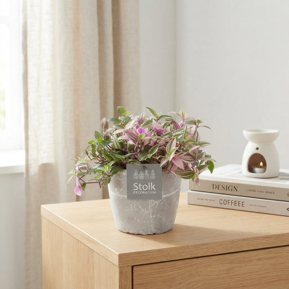 Tradescantia Quadricolor – 13cm Stone-Effect Pot