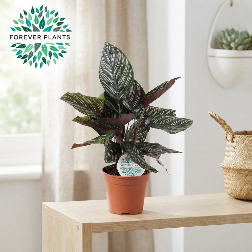 Mixed Calathea Houseplant – 14cm Pot, 45cm High
