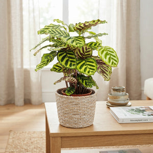 Calathea Makoyana Prayer Plant – 17cm Pot