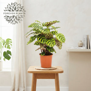 Calathea Makoyana Prayer Plant – 14cm Pot