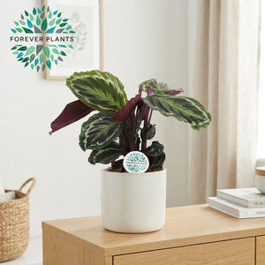 Calathea Medallion – 17cm Pot, Approx. 50cm High