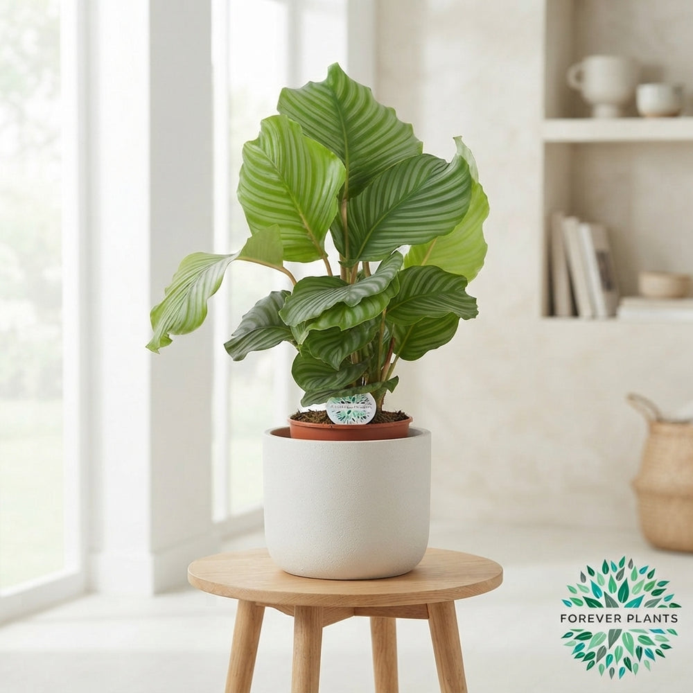 Calathea Orbifolia Prayer Plant – 17cm Pot