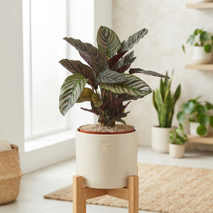 Calathea Ornata Prayer Plant – 17cm Pot