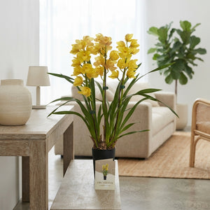 Mixed Cymbidium Orchid – 14cm Pot, 75cm High