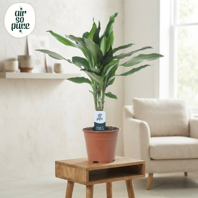 Dracaena fragrans ‘Janet Lind’ – 14cm Pot, 55cm High