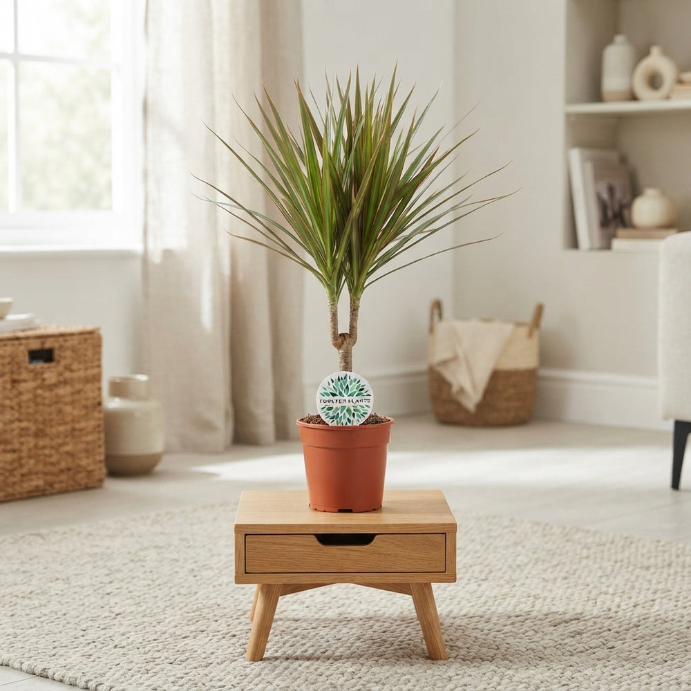 Dragon Tree (Dracaena marginata) – 14cm Pot