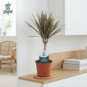 Dracaena Marginata ‘Bicolor’ – 12cm Pot, 45cm High