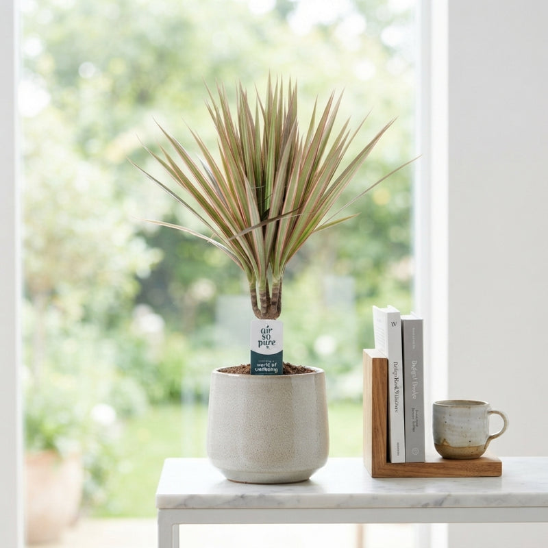 Dracaena marginata Mixed Houseplant – 12cm Pot