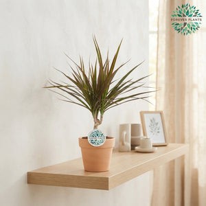 Dracaena Marginata Dragon Tree – 14cm Pot, 55cm High