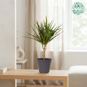 Dracaena Marginata Mixed Ceramic Pot – 14cm