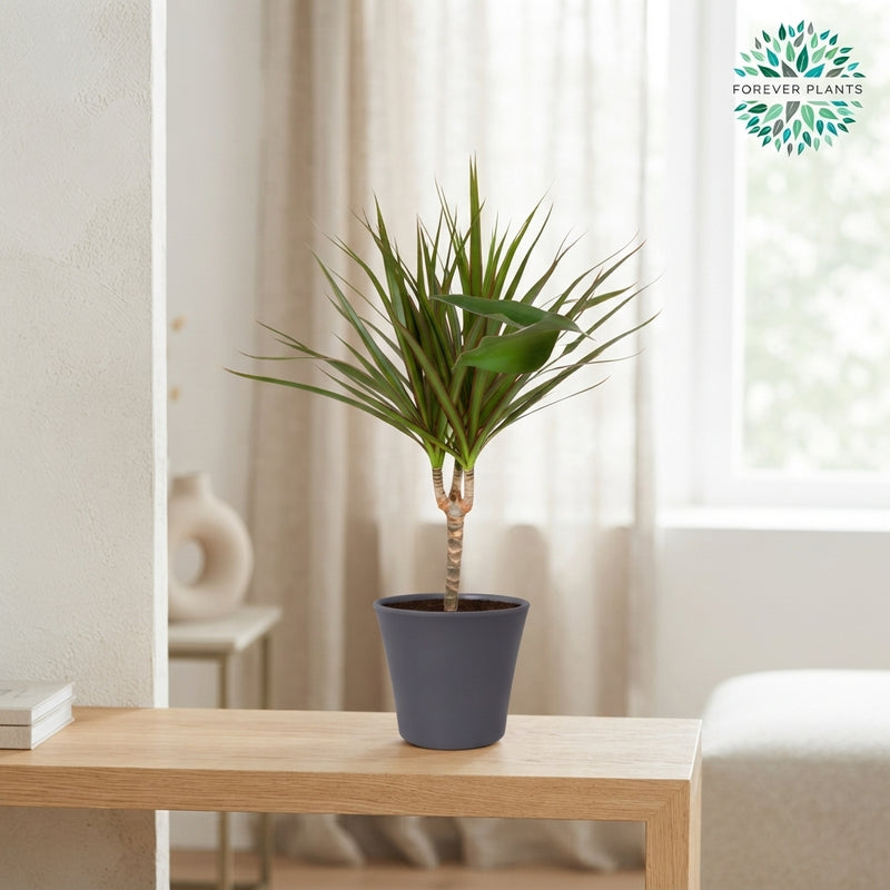 Dracaena Marginata Mixed Ceramic Pot – 14cm