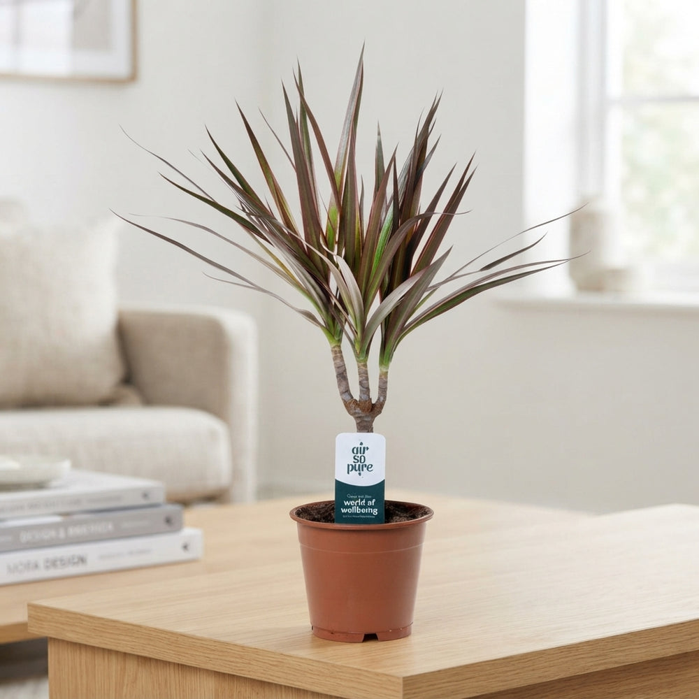 Dragon Tree (Dracaena marginata) – 12cm Pot