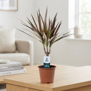 Dragon Tree (Dracaena marginata) – 12cm Pot