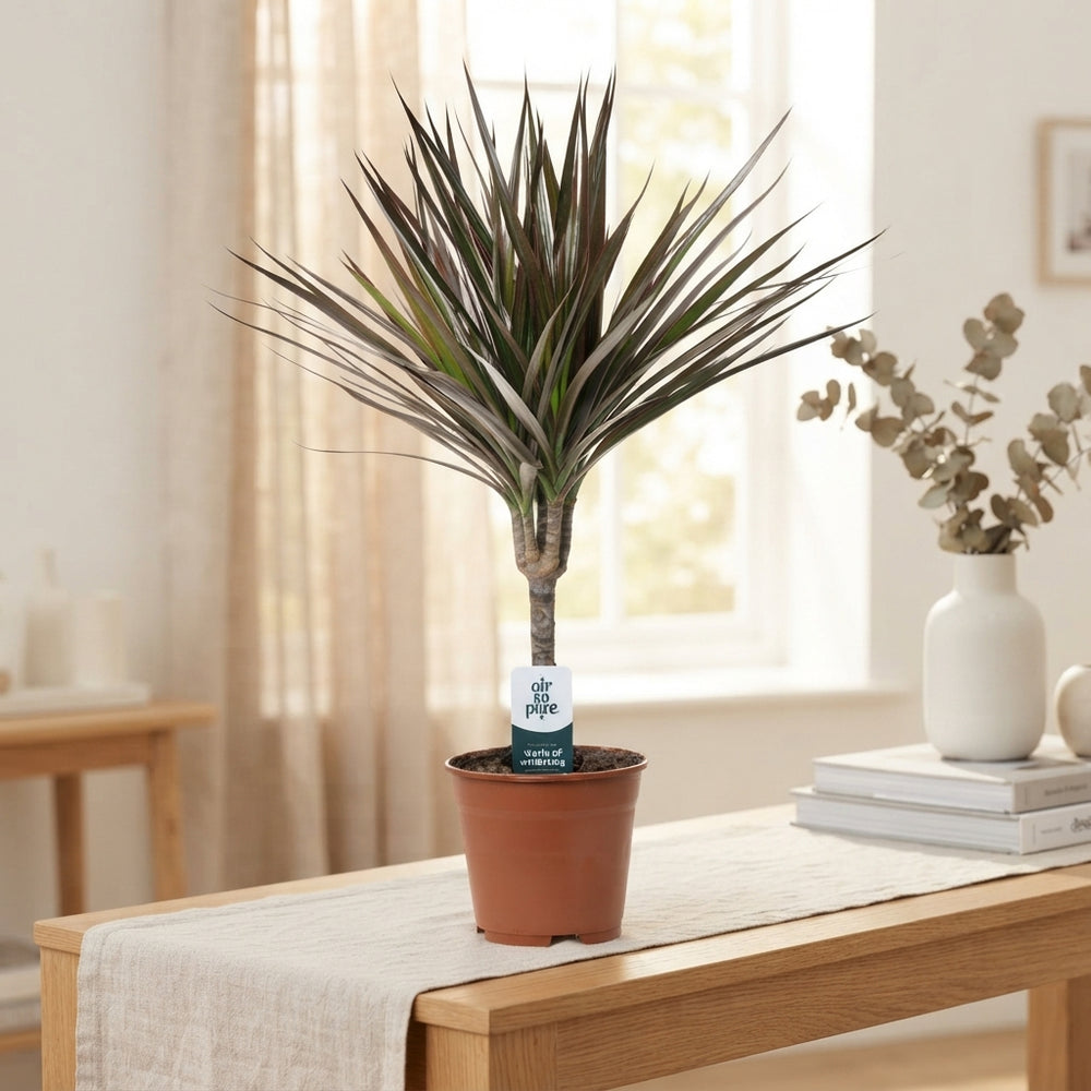 Dragon Tree (Dracaena marginata) – 14cm Pot