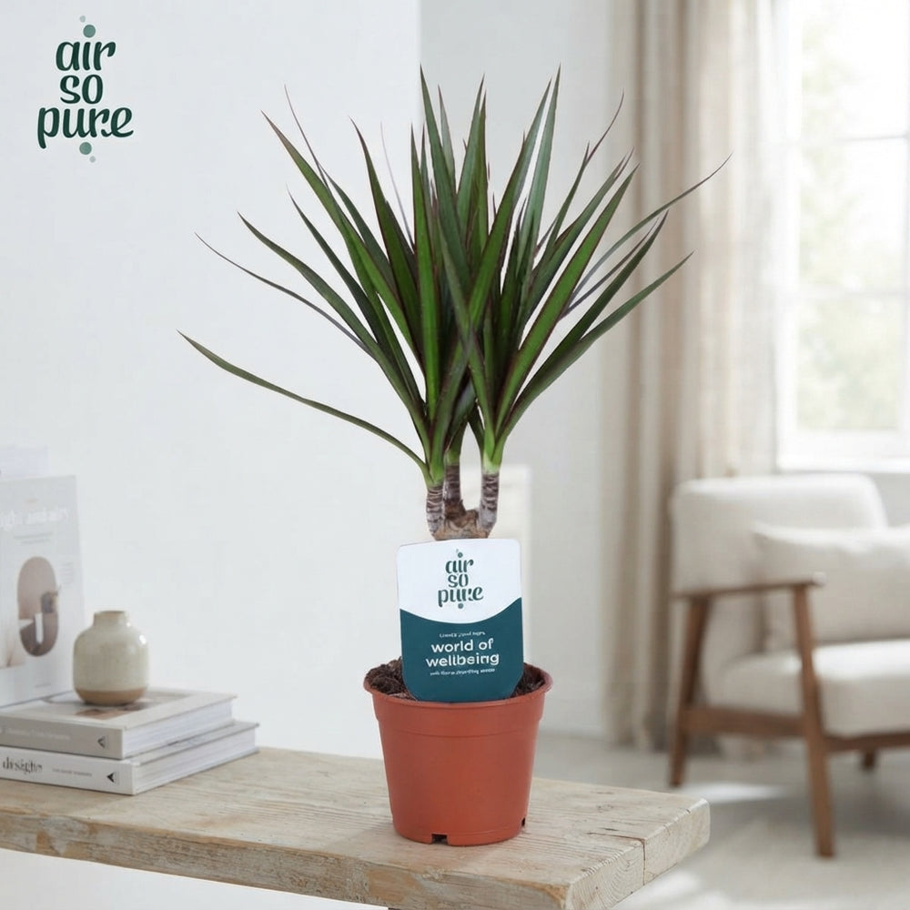 Dragon Tree (Dracaena marginata) – 12cm Pot, 45cm Tall