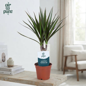 Dragon Tree (Dracaena marginata) – 12cm Pot, 45cm Tall