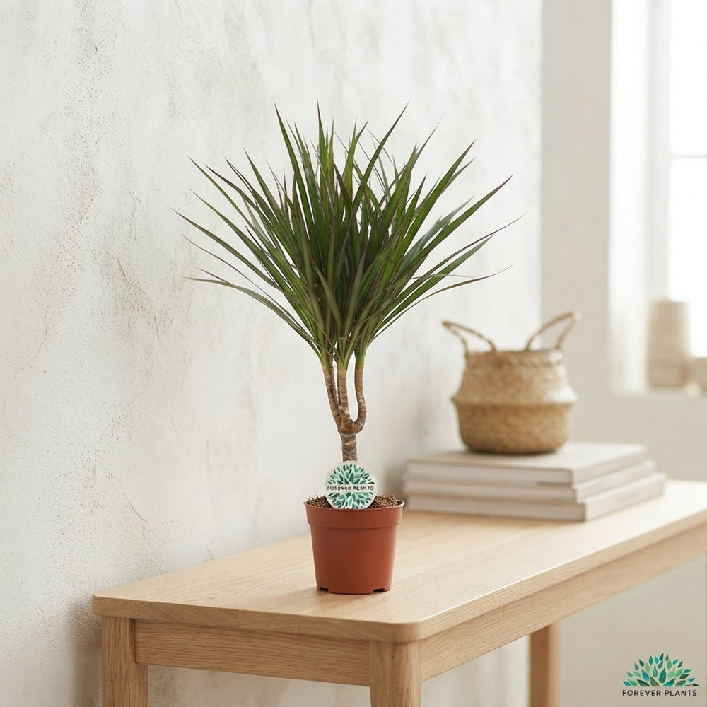 Dragon Tree (Dracaena marginata) – 14cm Pot