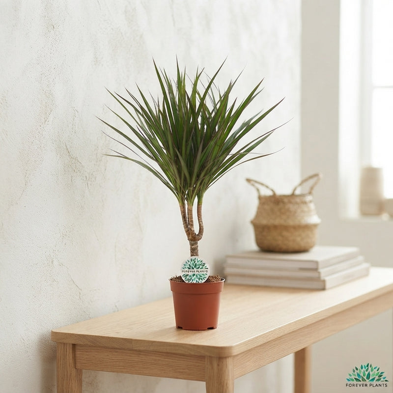Dragon Tree (Dracaena marginata) – 14cm Pot