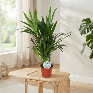 Areca Palm (Dypsis lutescens) – 14cm Pot, 50cm High