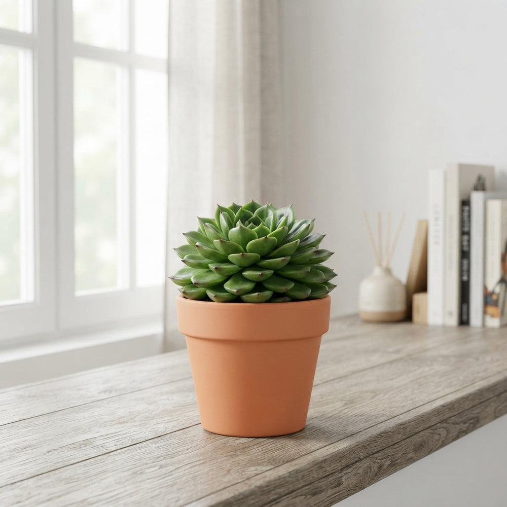 Echeveria Succulent – 12cm Pot