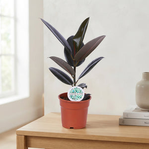 Ficus Elastica ‘Abidjan’ Rubber Plant – 17cm Pot