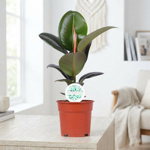 Rubber Plant (Ficus elastica) – 17cm Pot, 50cm High