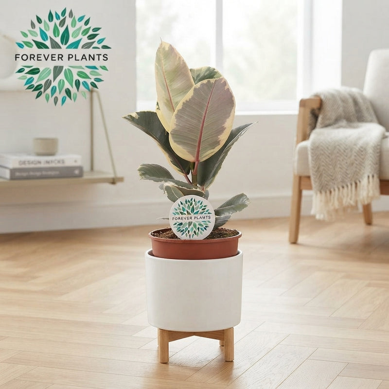 Ficus Elastica ‘Tineke’ – 17cm Pot, 50cm High
