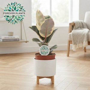 Ficus Elastica ‘Tineke’ – 17cm Pot, 50cm High